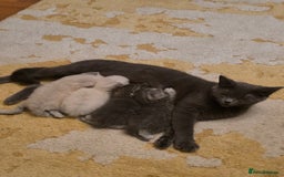 British Shorthair cats for sale: 🐾 4 Adorable British Shorthair Kittens Available! - Image 14