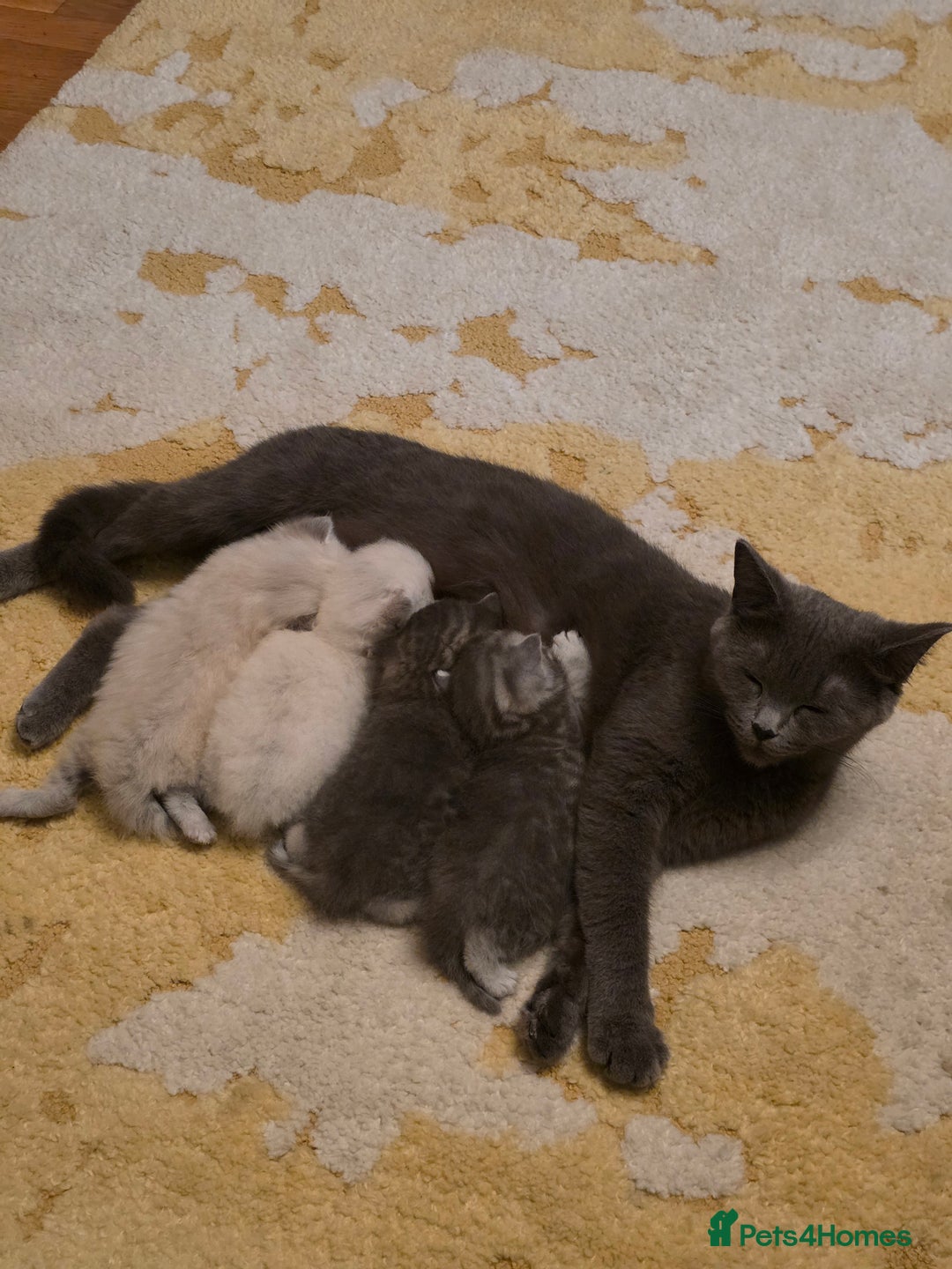 British Shorthair cats for sale: 🐾 4 Adorable British Shorthair Kittens Available! - Image 14
