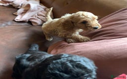 Cockapoo dogs for sale: Cute as Buttons! Cockapoo Puppies for Sale - Image 9