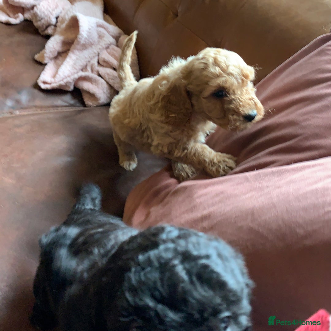 Cockapoo dogs for sale: Cute as Buttons! Cockapoo Puppies for Sale - Image 9