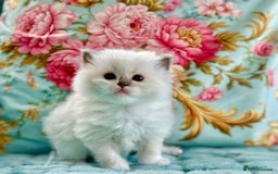 Ragdoll cats for sale: 1 boy 3 girls  - Image 7