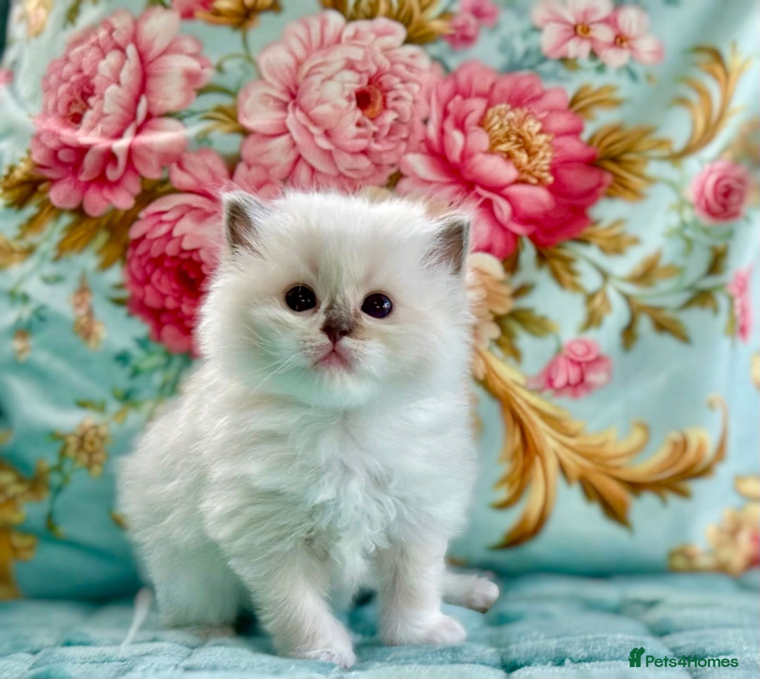 Ragdoll cats for sale: 1 boy 3 girls  - Image 7