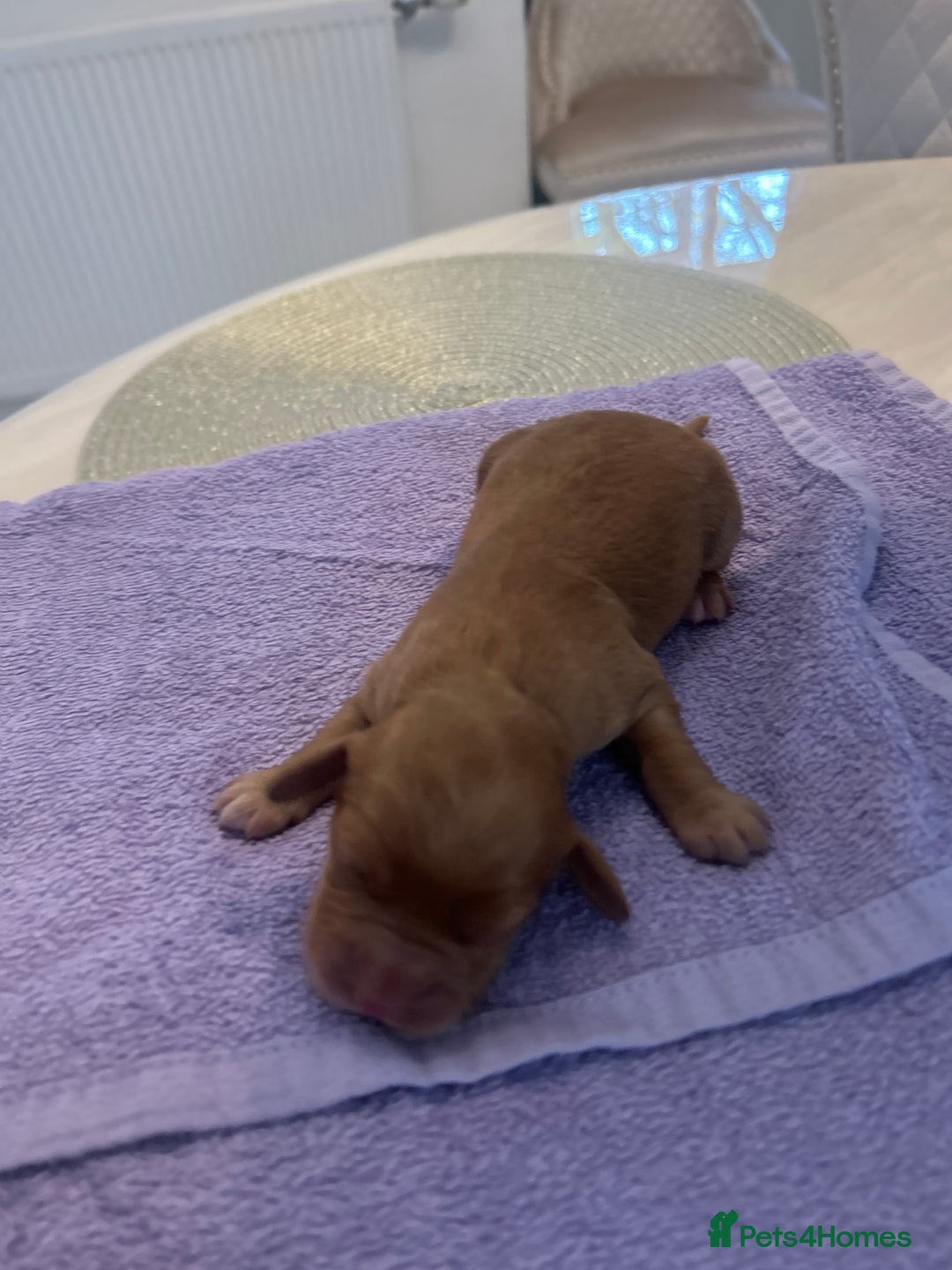 Cocker Spaniel dogs for sale: K C registered Cocker spaniel puppies  - Advert 10