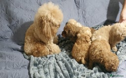 Toy Poodle dogs for sale: KC Toy Poodles, health tested, champion bloodline - Image 27
