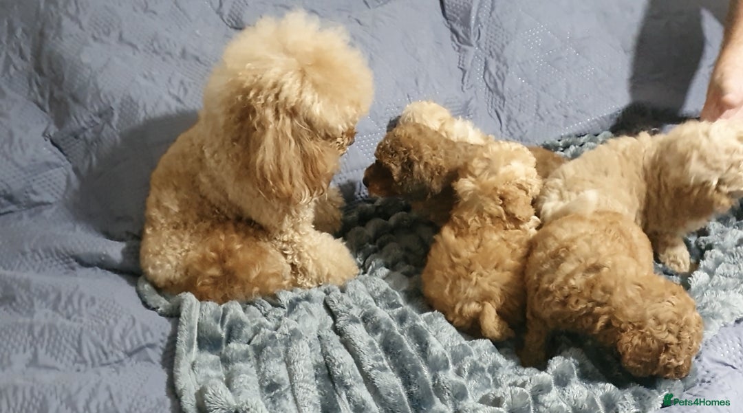 Toy Poodle dogs for sale: KC Toy Poodles, health tested, champion bloodline - Image 27