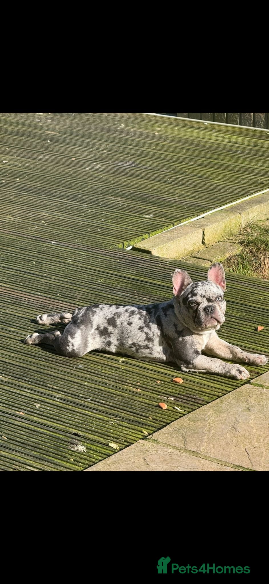 French Bulldog dogs for sale: 8 month old French Bulldog in Leigh-on-Sea - Advert 1