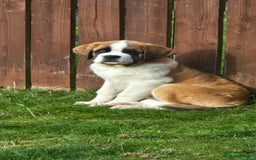 Saint Bernard dogs for sale: KC registered Female Saint Bernard puppy - Image 1