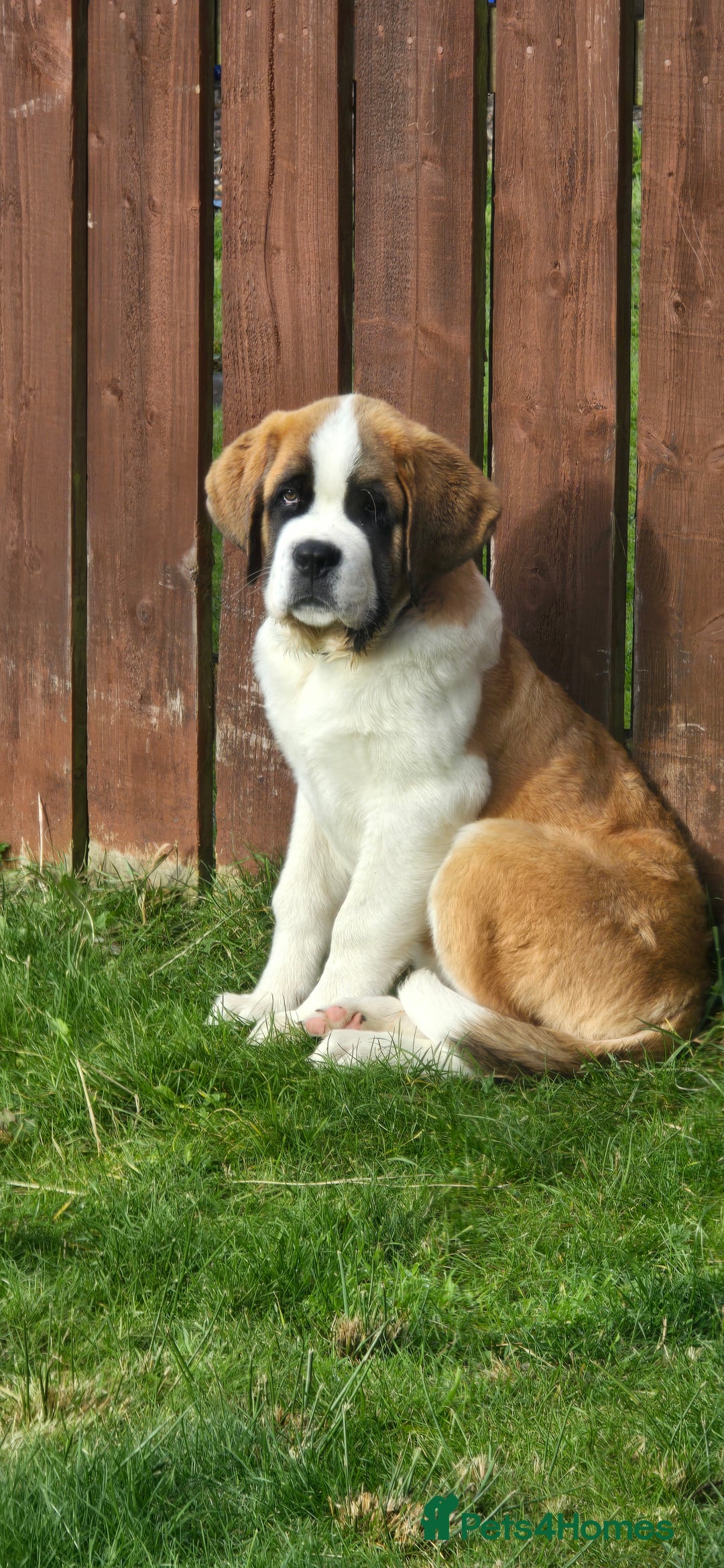 Saint Bernard dogs for sale: KC registered Female Saint Bernard puppy - Image 1