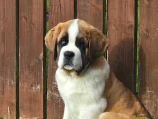 Saint Bernard dogs - Advert 6