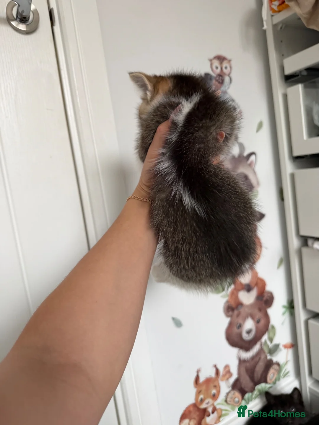 Mixed Breed cats for sale: Mixed breed British shorthair kittens  - Advert 18
