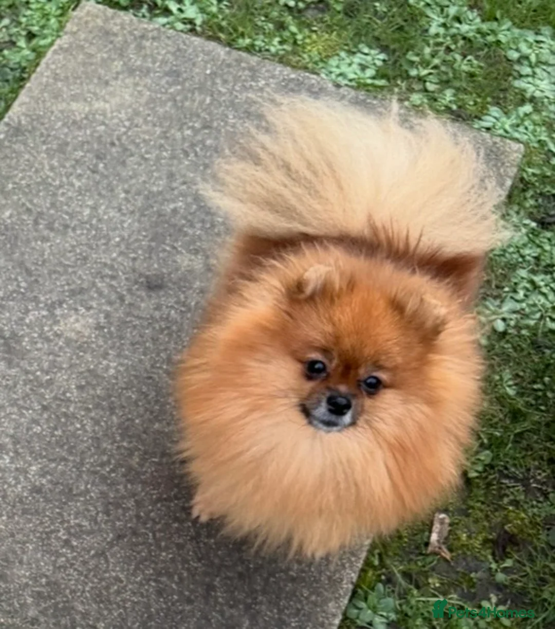 Pomeranian dogs for sale: Show Pomeranian puppy born and raised in London in London - Advert 8