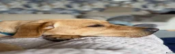 Labrador Retriever dogs for stud: Buddy  - Advert 6