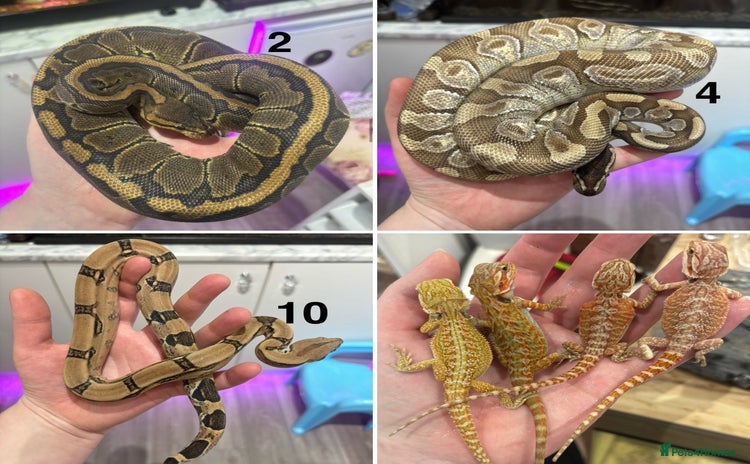 Python Snake reptiles in Sleaford - Advert 10