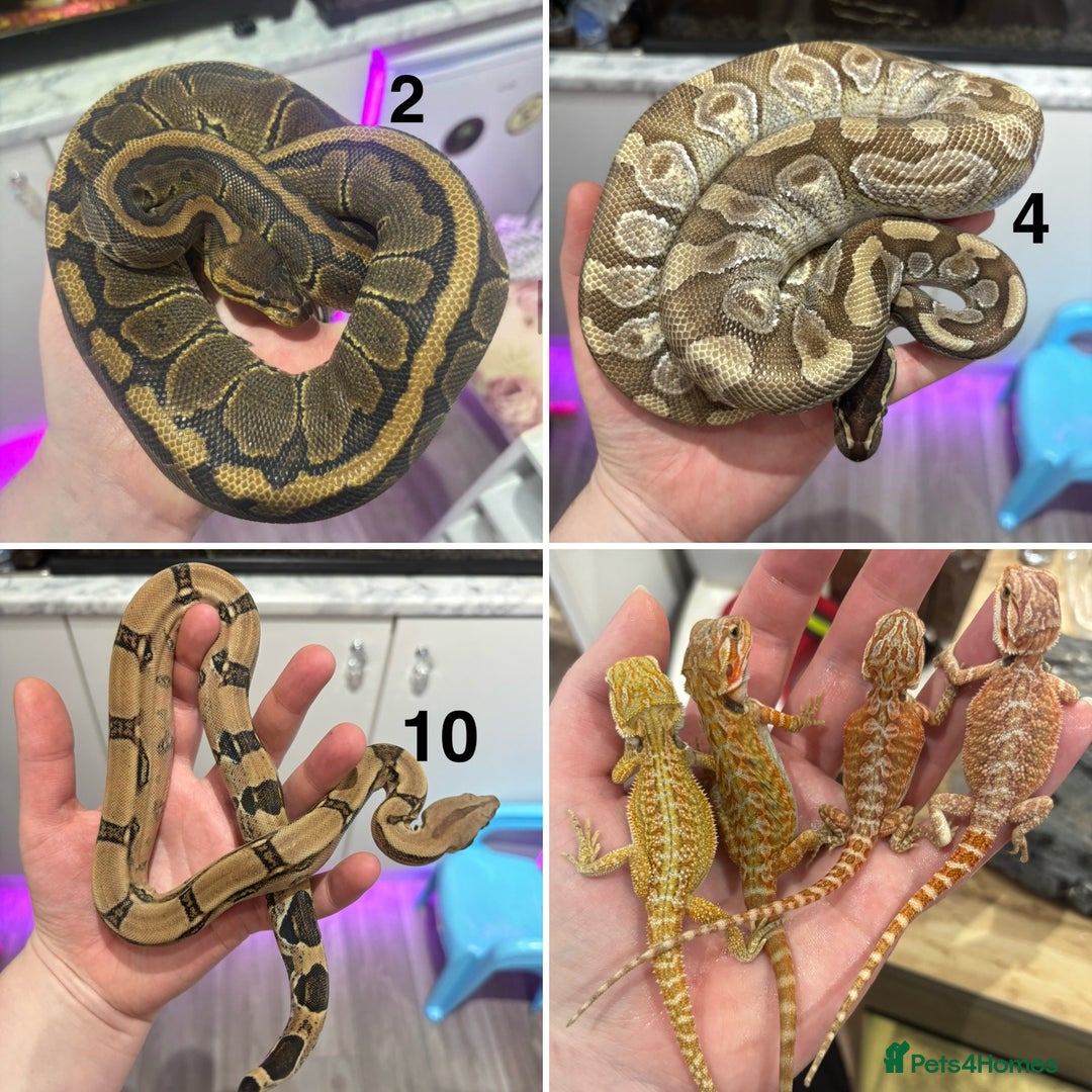 Python Snake reptiles for sale: Royal Pythons, Boa Constrictor & Bearded Dragons in Sleaford - Image 1