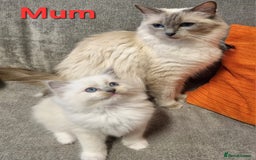 Ragdoll cats for sale: Ragdoll Kittens - Image 4