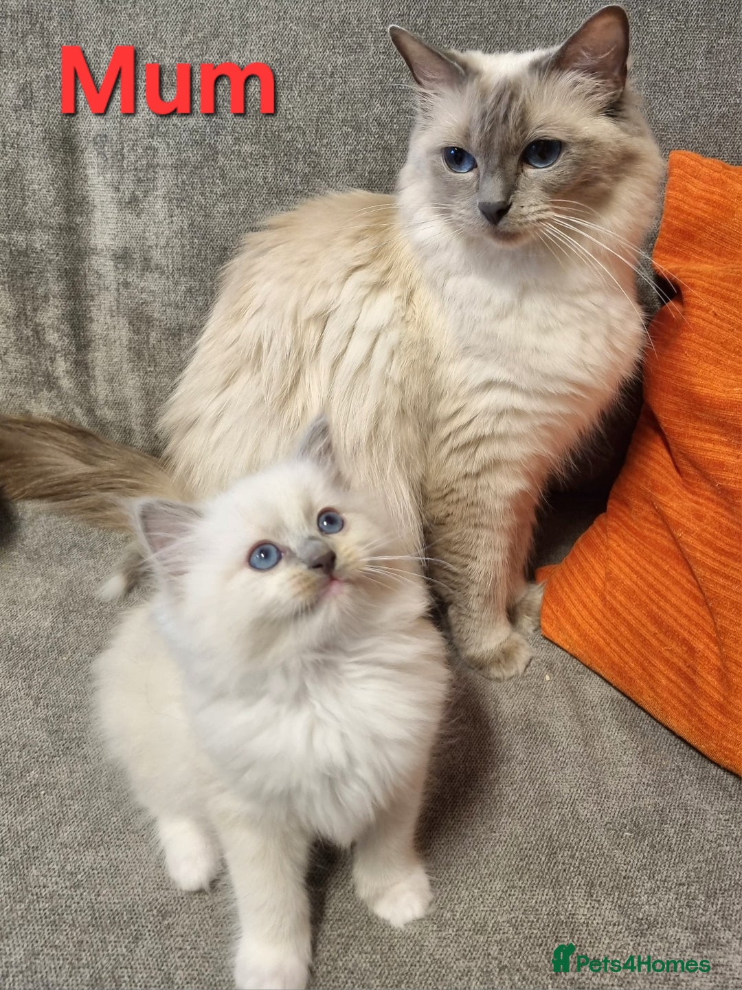 Ragdoll cats for sale: Ragdoll Kittens - Image 4