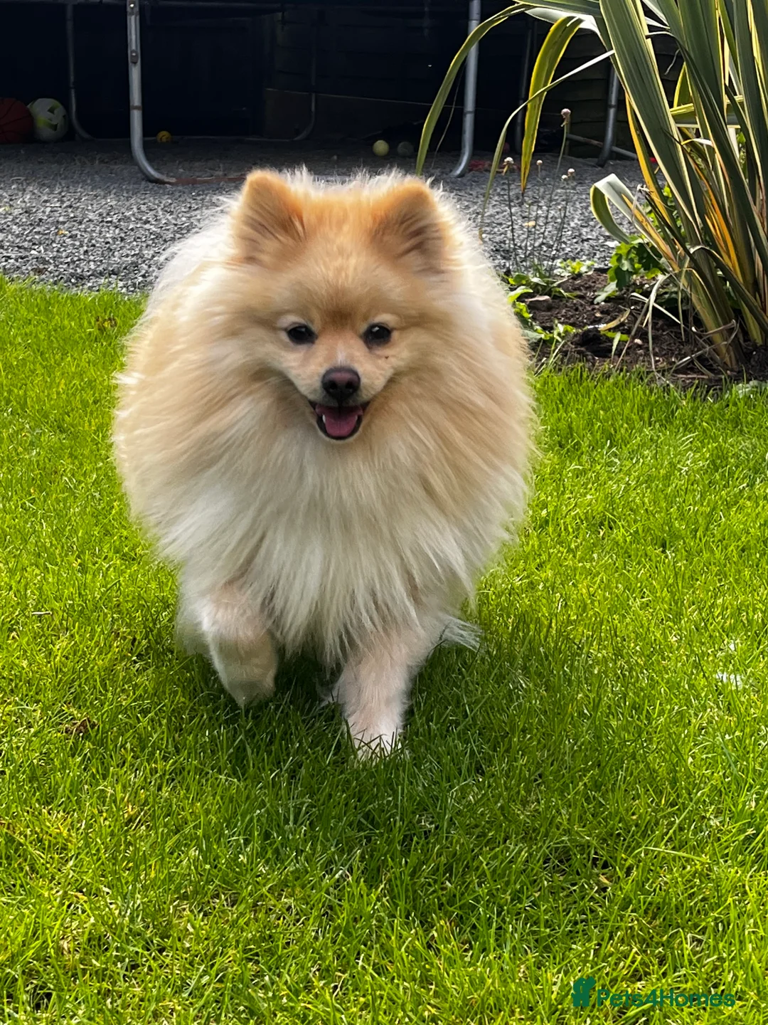 Pomeranian dogs for stud: Cream Pomeranian for stud  - Advert 4