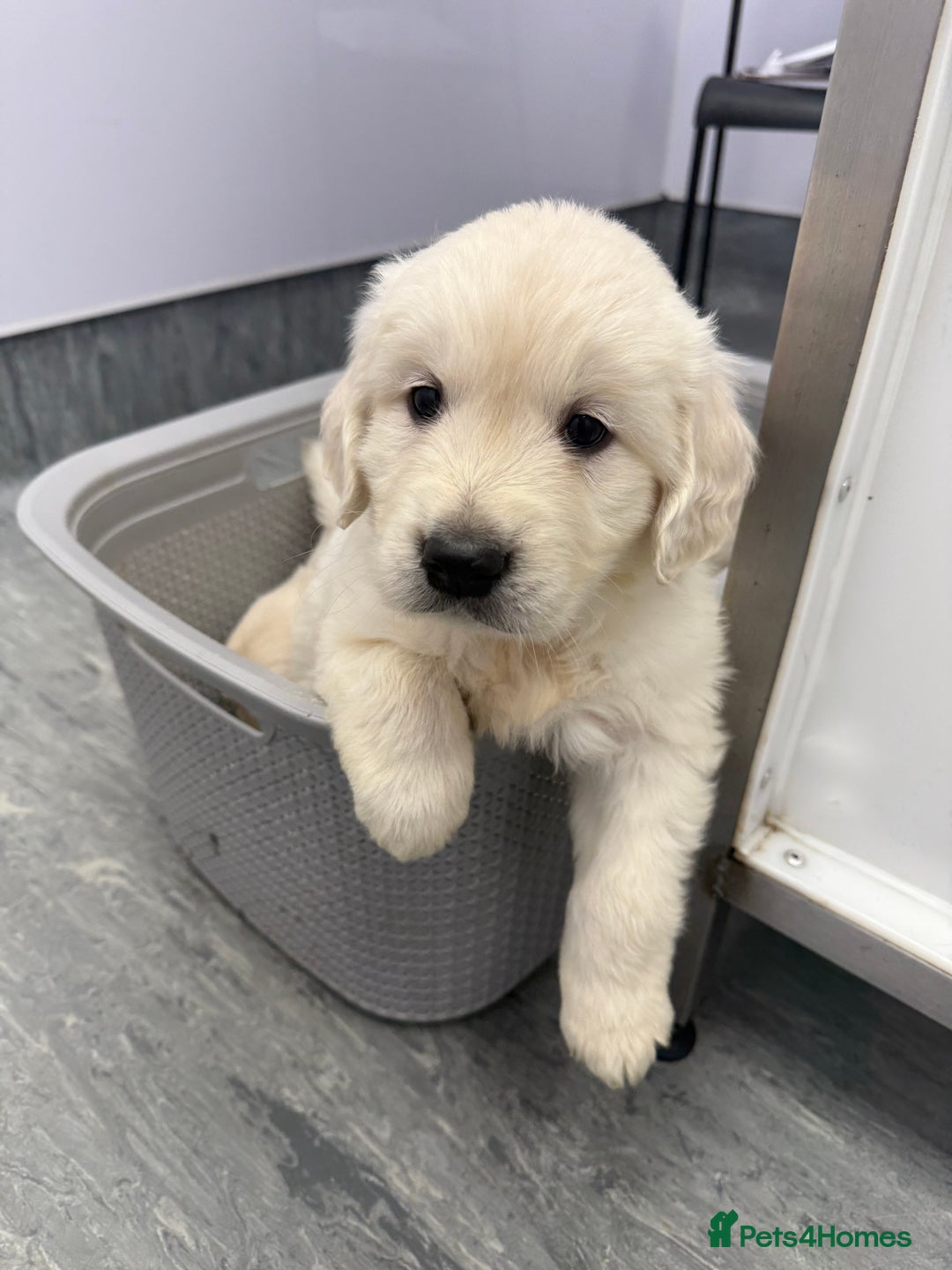 Golden Retriever dogs for sale: English Cream Golden Retriever Babies - Advert 11