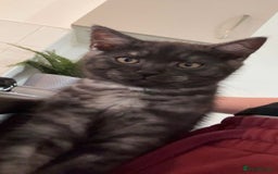 Mixed Breed cats for sale: 12 week old male mixed breed kitten for sale - Image 2