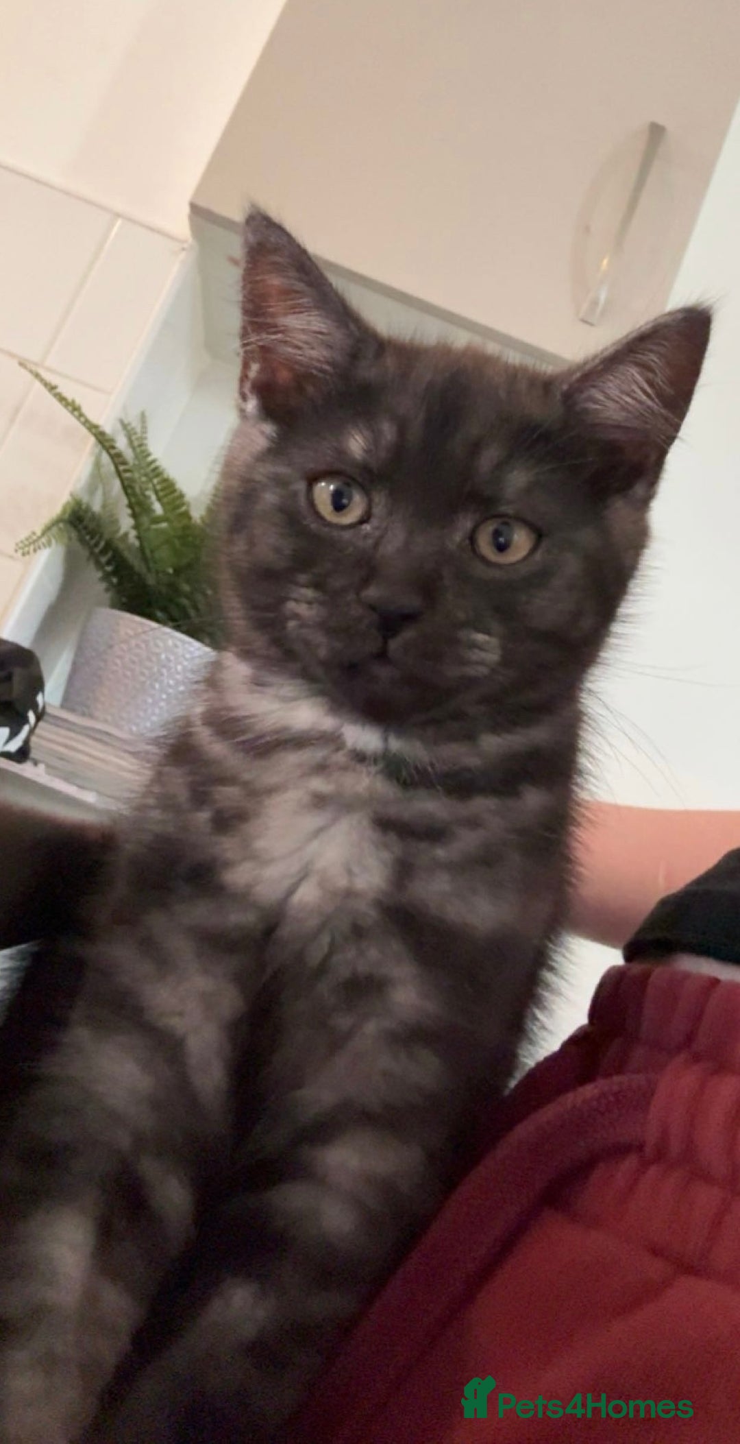 Mixed Breed cats for sale: 12 week old male mixed breed kitten for sale - Image 2