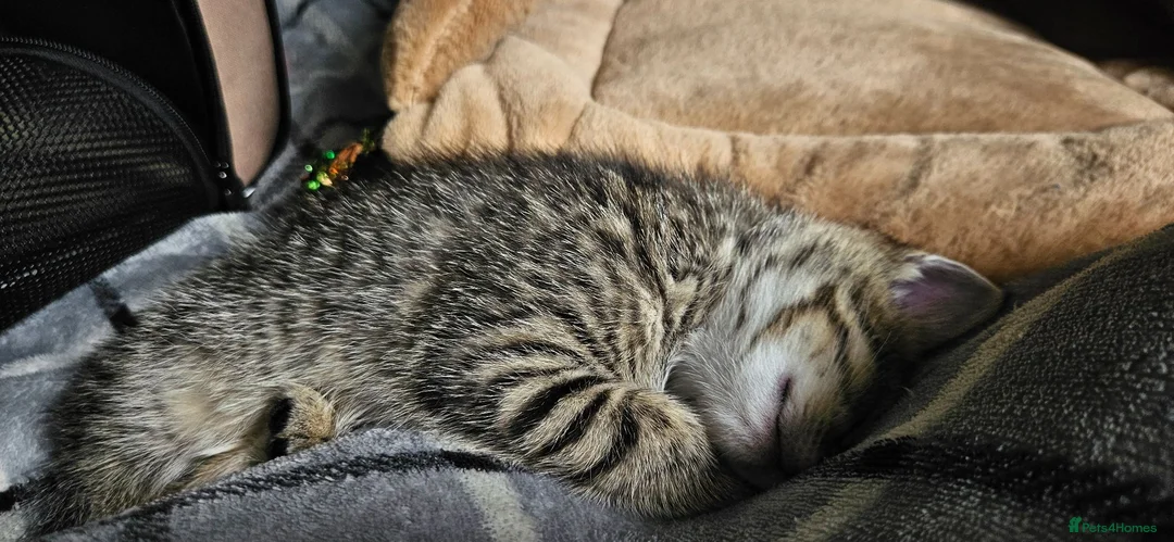 Mixed Breed cats for sale: Tabby kitten- named Umi - Advert 2