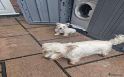West Highland Terrier dogs for sale: White West highland terrier - Image 4