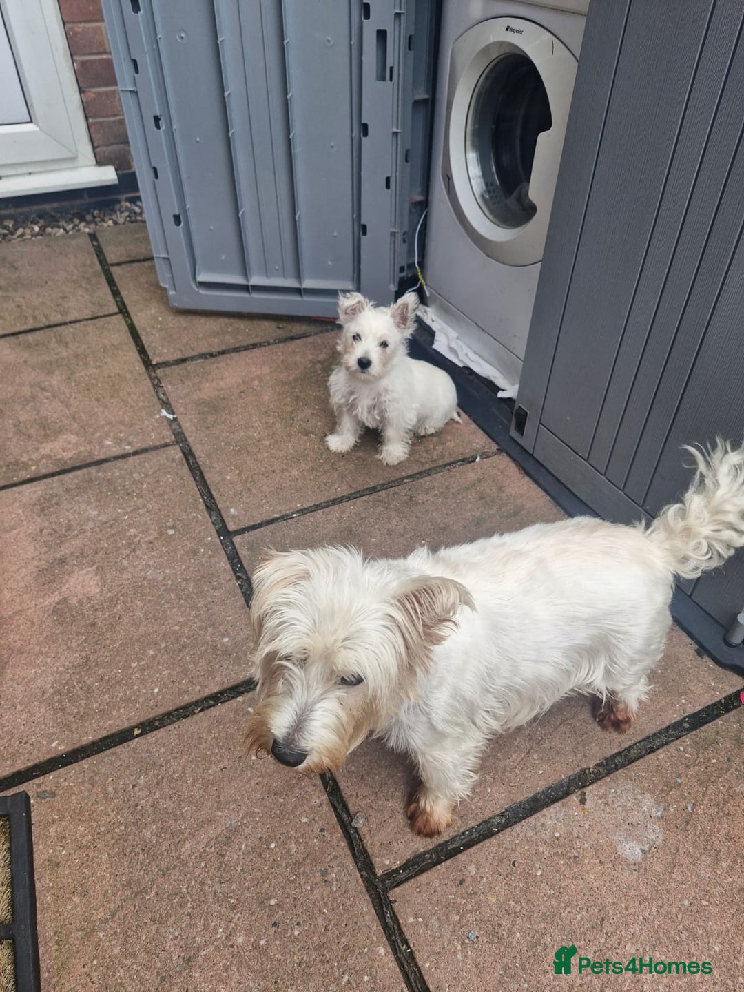 West Highland Terrier dogs for sale: White West highland terrier - Image 4