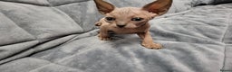 Sphynx cats for sale: Sphinx happy girls any info pleas message  - Advert 4