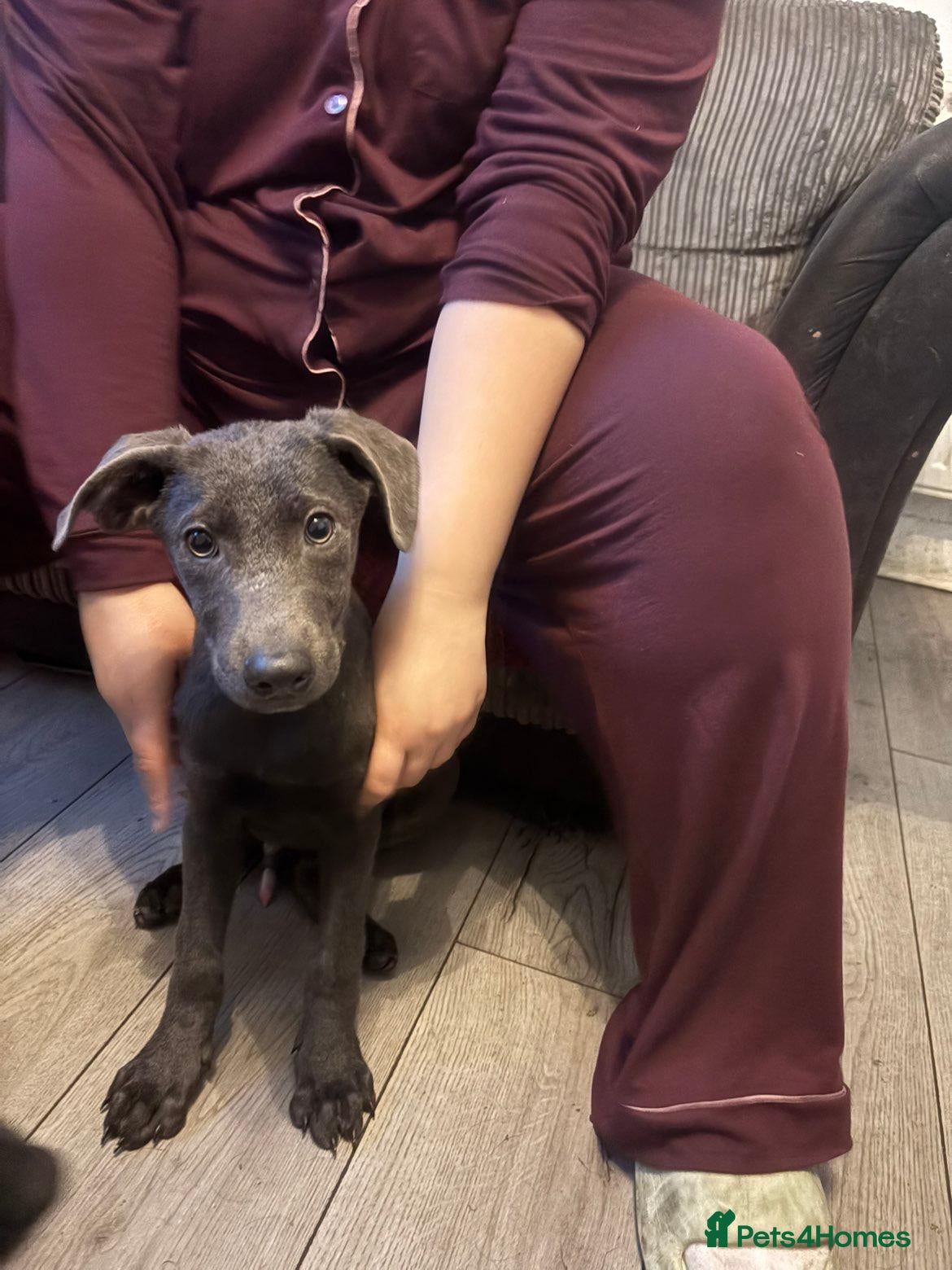 Sheprador dogs 2 MALE PUPPIES LOOKING FOR THEIR FOREVER HOMES - Advert 2