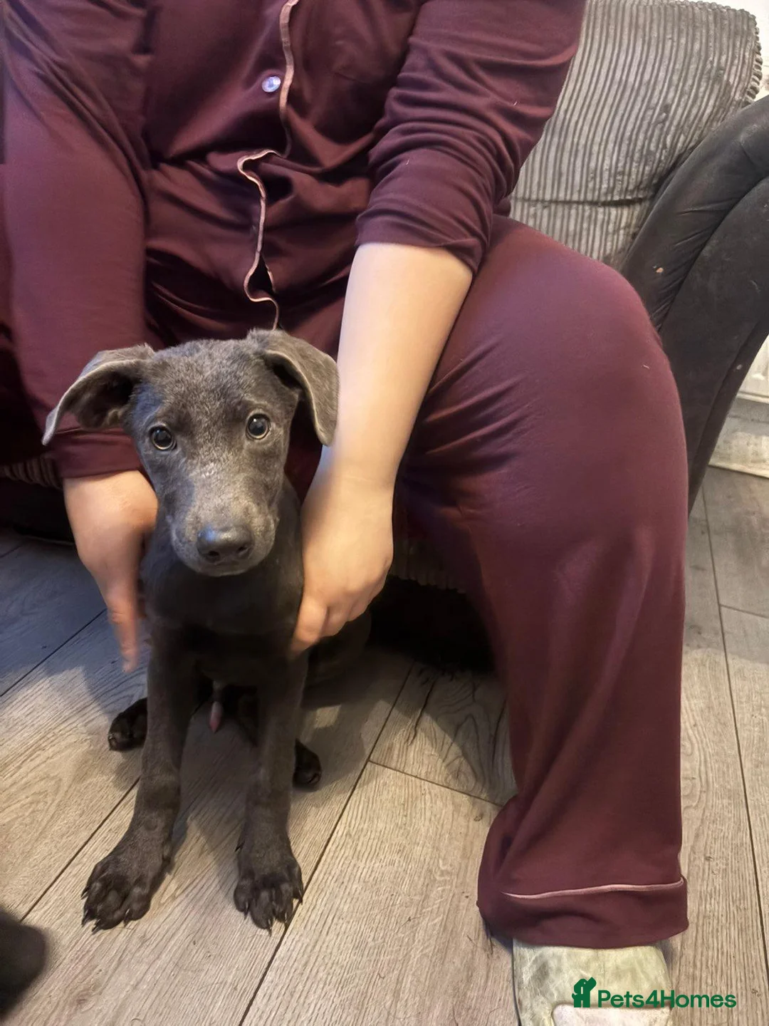 Sheprador dogs for sale: 2 MALE PUPPIES LOOKING FOR THEIR FOREVER HOMES in Tipton - Advert 1