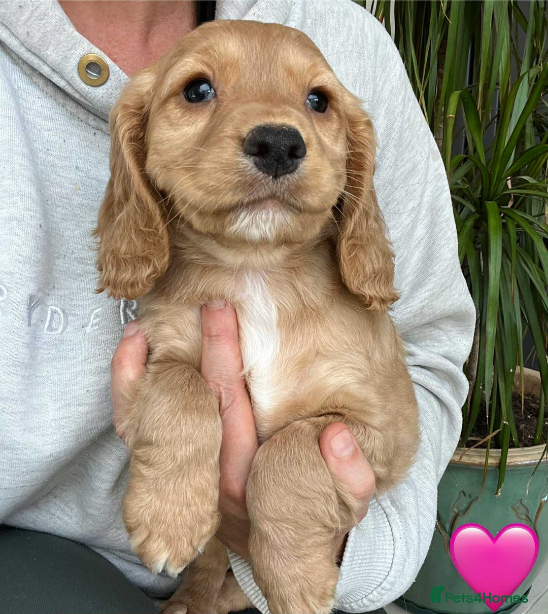 Cocker Spaniel dogs for sale: Beautiful Red Cocker Spaniel Puppies - Image 10