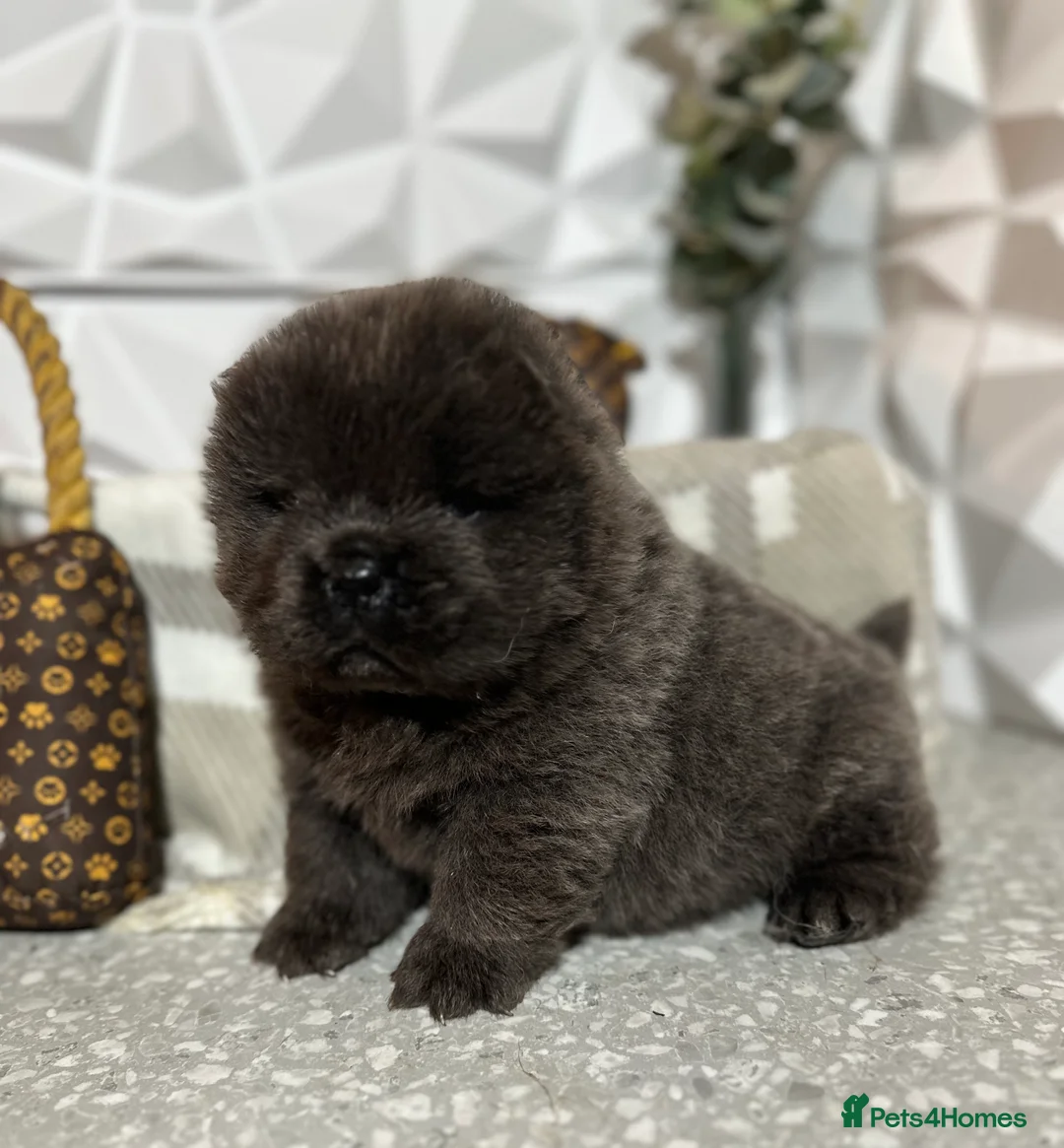 Chow Chow dogs for sale: 4 stunning pedigree chow chow puppies  in Walsall - Advert 12