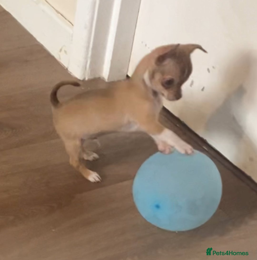 Chihuahua dogs for sale: CHIHUAHUA PUPPIES - Image 1