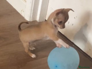 Chihuahua dogs - Advert 19