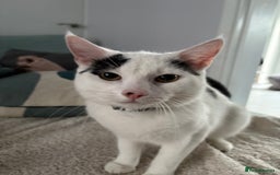 European cats for sale: European shorthair free to good home - Image 3