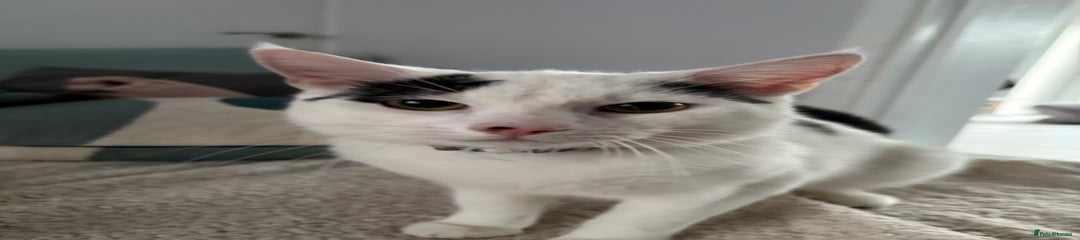 European Kitten 1