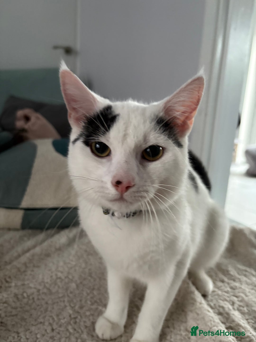 European cats for sale: European shorthair free to good home - Image 3