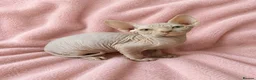 Sphynx cats for sale: TICA Sphynx kittens 1 Boy & 1 Girl  - Ready Now - Advert 3