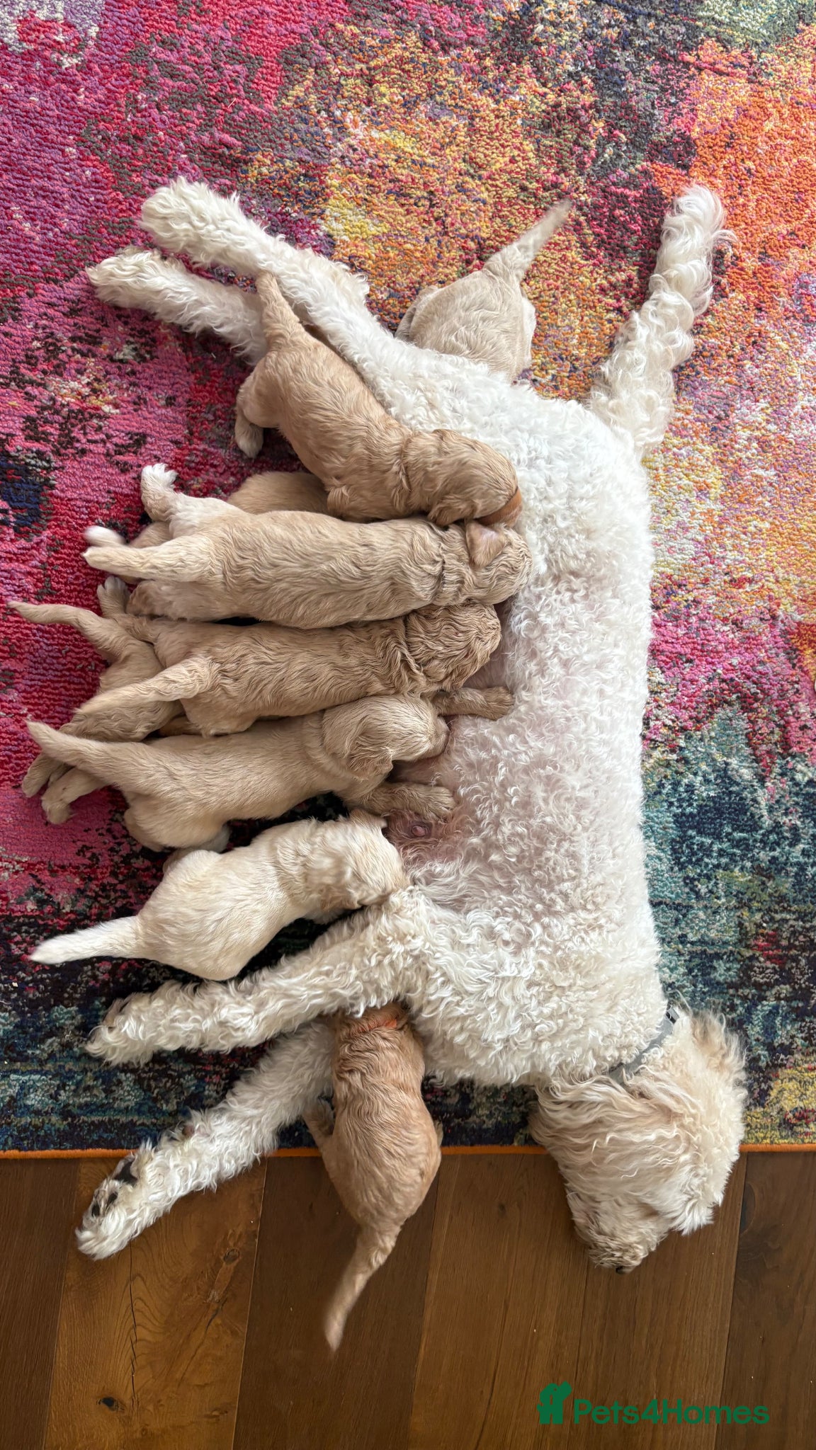 Goldendoodle dogs for sale: Golden doodle puppies from a loving home - Advert 1