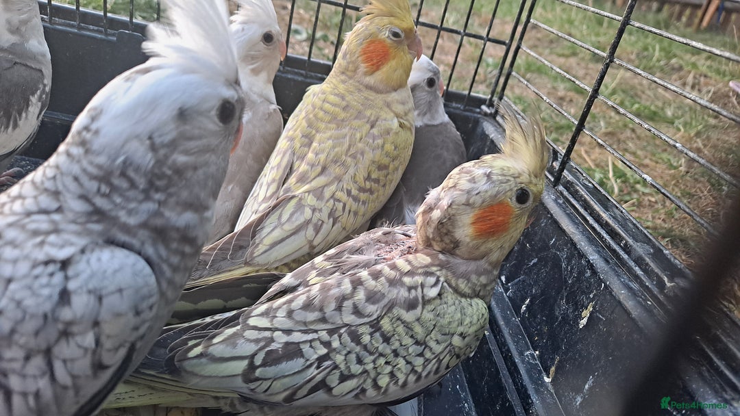 Cockatiels birds for sale: Silly hand tamed baby cockatiels for sale  - Image 7