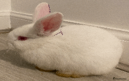 Harlequin rabbits for sale: Harlequin Babies - Image 6