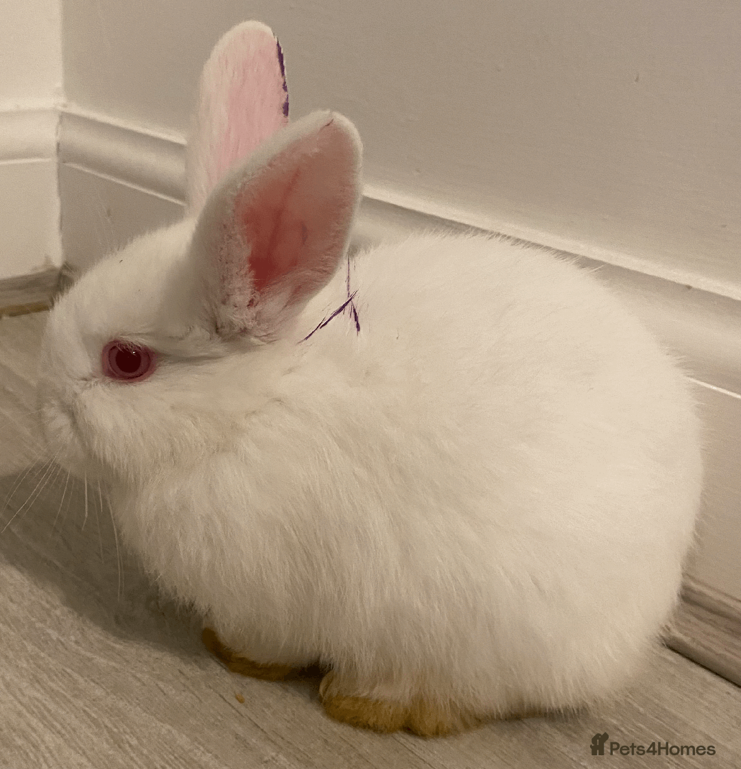 Harlequin rabbits for sale: Harlequin Babies - Image 6