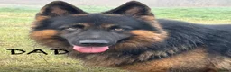 German Shepherd dogs for sale: Stunning Family Raised German Shepherd Puppies - Advert 5