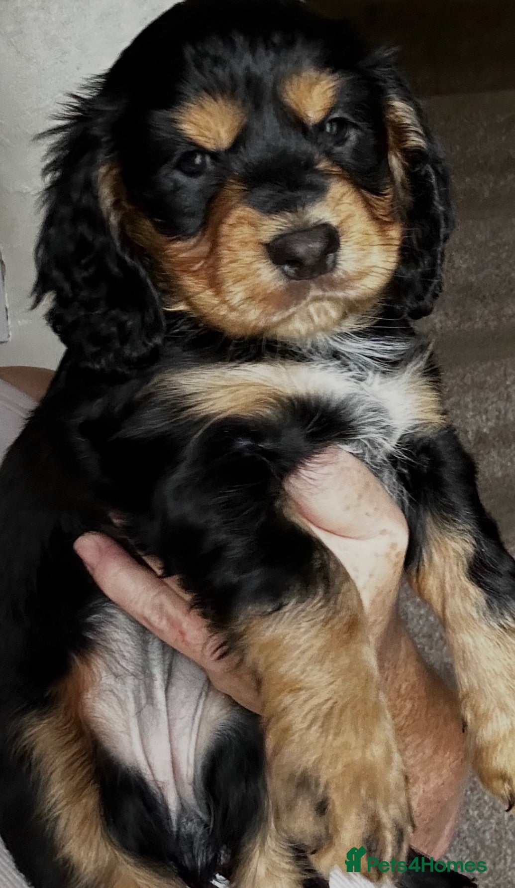 Cocker Spaniel dogs Beautiful Cocker spaniel 💙💙🩷🩷🩷🩷🩷🩷 - Advert 1
