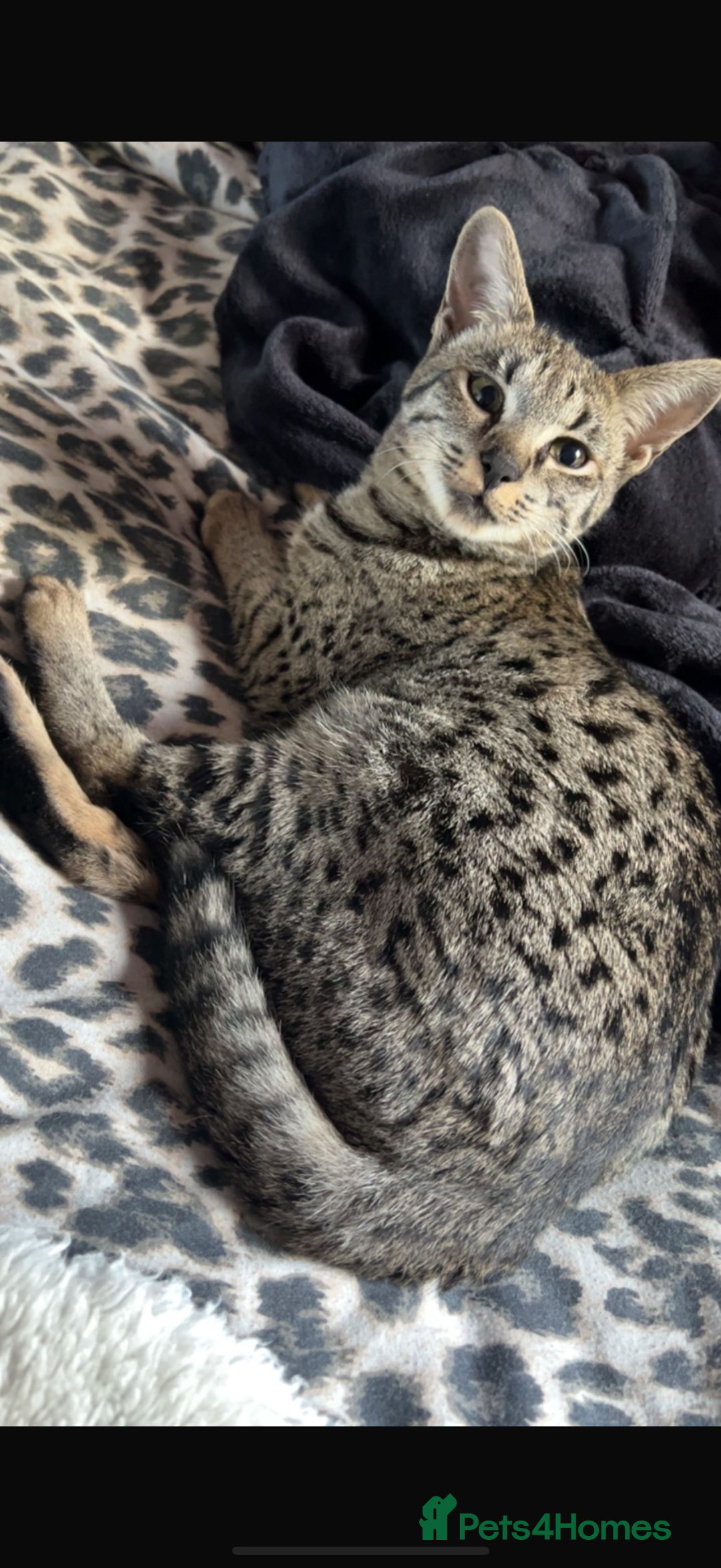 Savannah cats for sale: F3 Savannah Female  - Advert 3