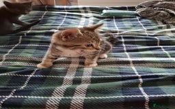 Mixed Breed cats for sale: 8 week kittens - Image 16