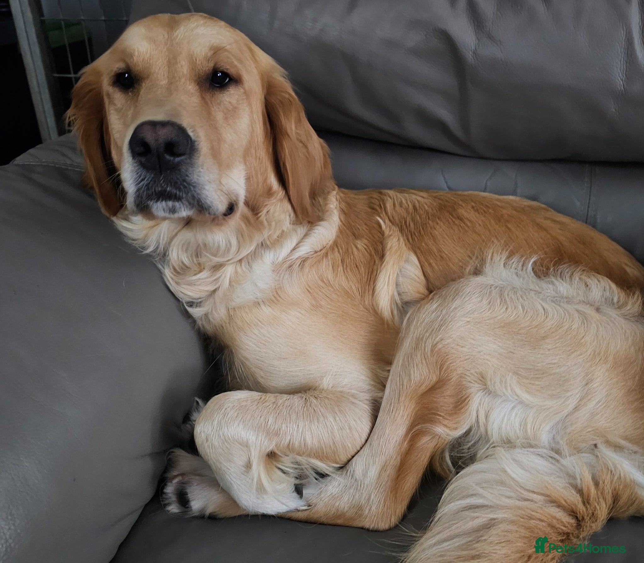 Golden Retriever dogs MABLE SEEKS LOVING HOME - Advert 2