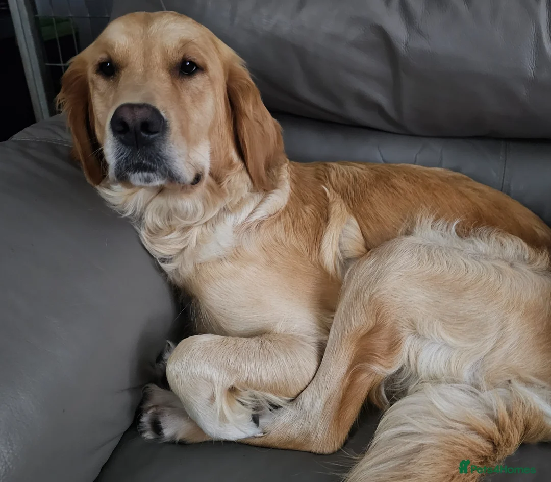 Golden Retriever dogs for sale: MABLE SEEKS LOVING HOME - Advert 2