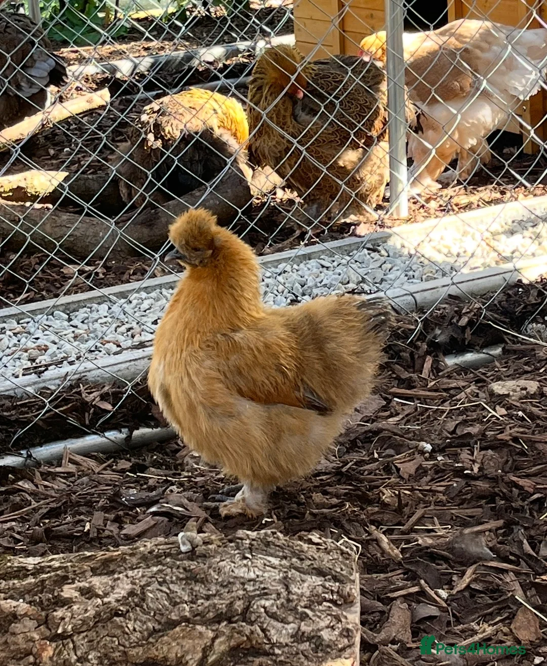 Chickens poultry for sale: Various breeds of chickens for sale  - Advert 3