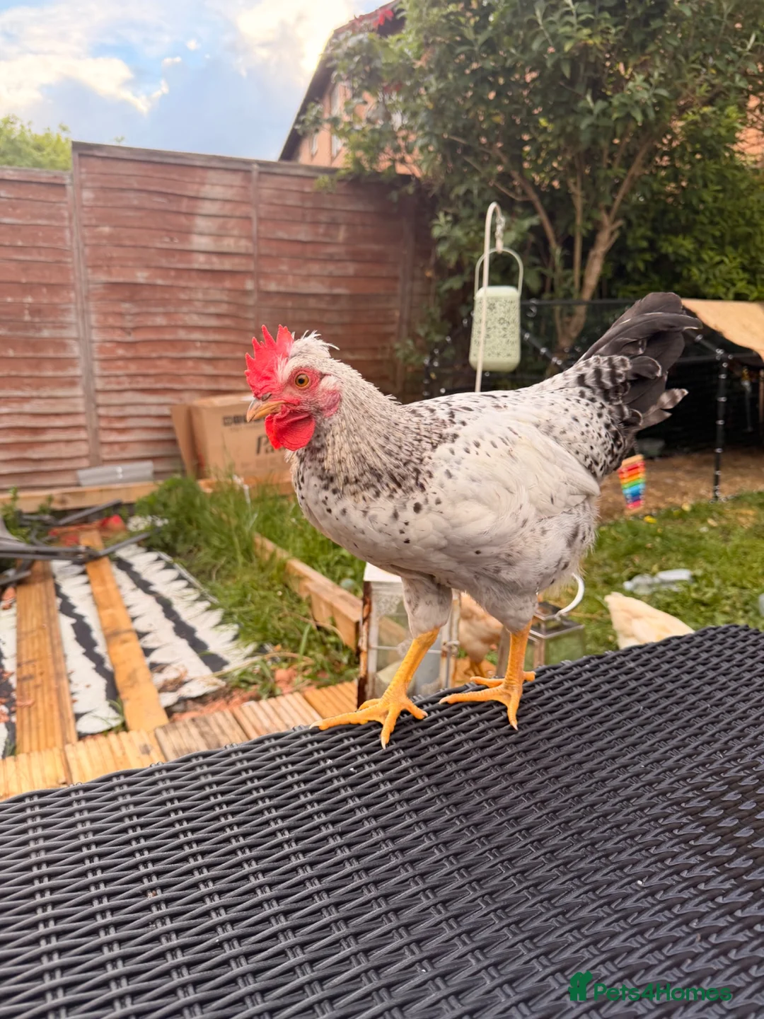 Chickens poultry for sale: Cream crested legbar male chicken - Advert 4